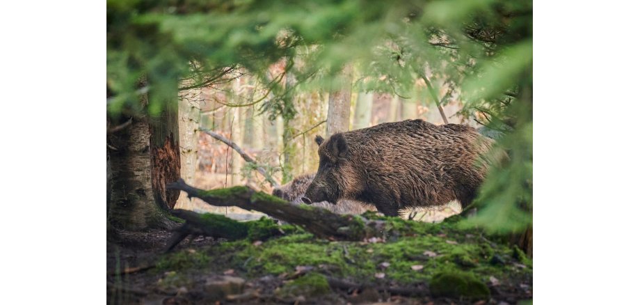 Bild Wildschwein Wald