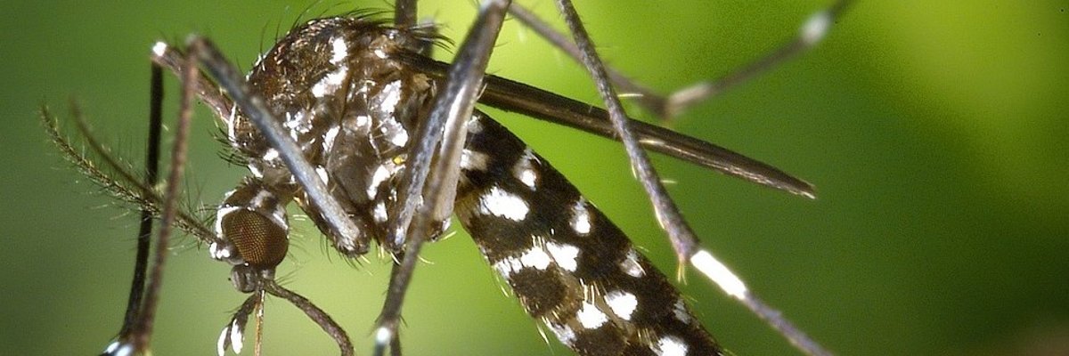 Bild Tigermücke
